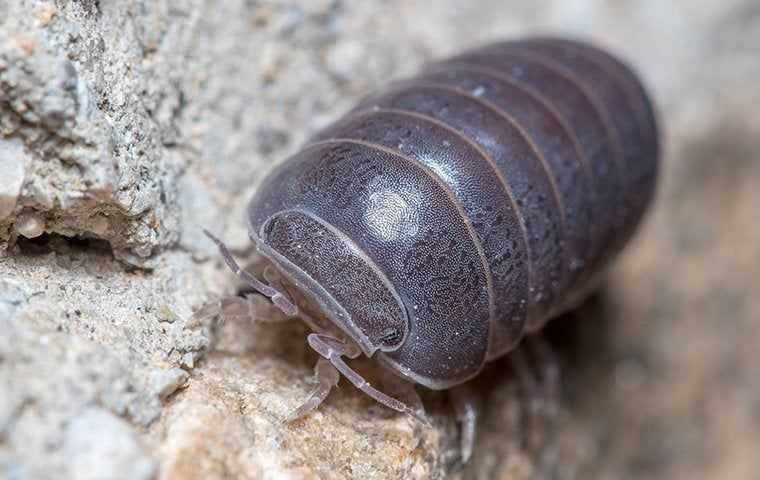 a pill bug up close