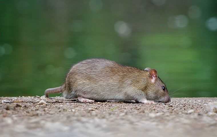 a rat up close