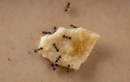 ants on food