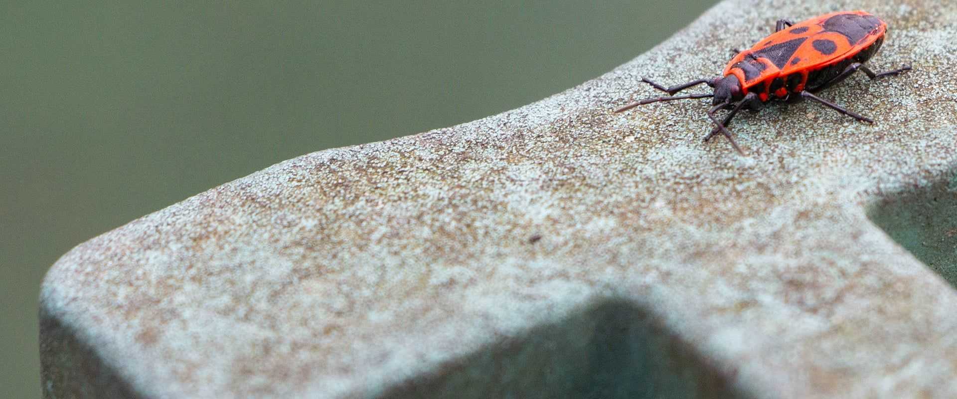 box elder bug up close on metal